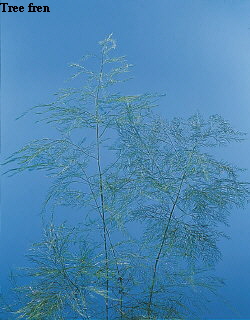 Botanical Flower Name Asparagus setaceus