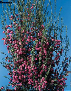Common Flower Name Boronia