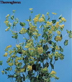 Botanical Flower Name Bupleurum rotundifolium