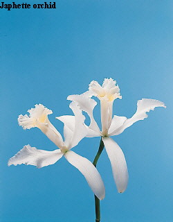 Common Flower Name Japhette orchid