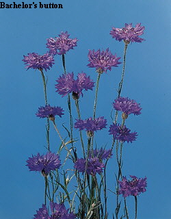 Botanical Flower Name Centaurea cyanus