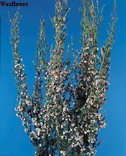Botanical Flower Name Chamelaucium ciliatum