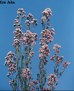 Botanical Flower Name Chamelaucium pheliferum