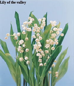 Common Flower Name Lily of the valley