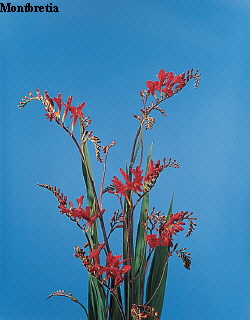 Botanical Flower Name Crocosmia