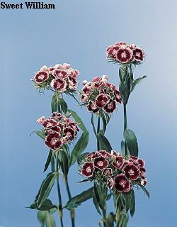 Botanical Flower Name Dianthus barbatus