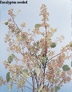 Common Flower Name Eucalyptus seeded