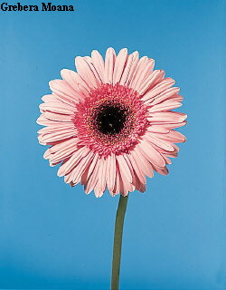 Common Flower Name Gerbera daisy