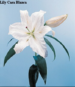 Common Flower Name Lily Casa Blanca