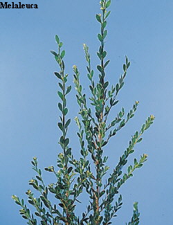 Botanical Flower Name Melaleuca nesophila