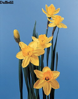 Common Flower Name Daffodil