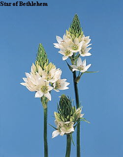 Botanical Flower Name Ornithogalum thyrsoides