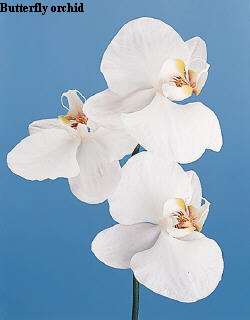 Botanical Flower Name Phalaenopsis amabilis