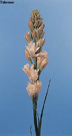Botanical Flower Name Polianthes tuberosa