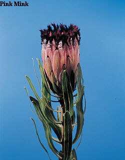 Botanical Flower Name Protea neriifolia