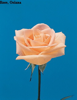 Botanical Flower Name Rose hybrid