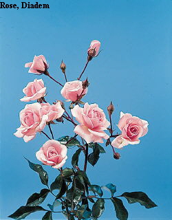 Common Flower Name Rose Diadem