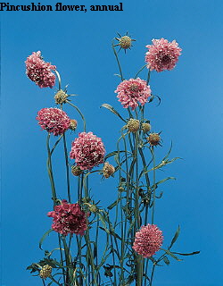 Botanical Flower Name Scabiosa atropurpurea