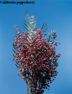 Common Flower Name California pepperberry