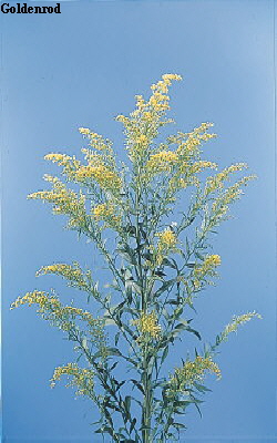 Common Flower Name Goldenrod