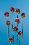 Botanical Flower Name Allium sphaerocephalon