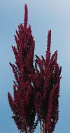 Botanical Flower Name Amaranthus hypochondriacus