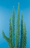 Botanical Flower Name Asparagus densiflorus Meyeri