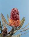 Botanical Flower Name Banksia menziesii
