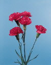 Botanical Flower Name Dianthus caryophyllus