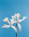 Botanical Flower Name Cattleya x Japhette