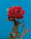 Botanical Flower Name Celosia argentea cristata