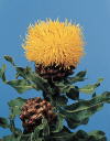 Botanical Flower Name Centaurea macrocephala
