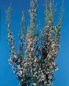 Botanical Flower Name Chamelaucium ciliatum