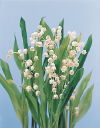 Botanical Flower Name Convallaria majalis