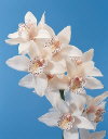 Botanical Flower Name Cymbidiun hybrid