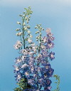 Common Flower Name Delphinium Pacific Giant