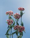 Botanical Flower Name Dianthus barbatus