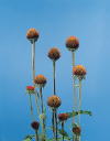 Botanical Flower Name Echinacea purpurea