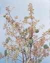 Botanical Flower Name Eucalyptus