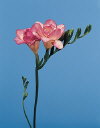 Botanical Flower Name Freesia hybrid