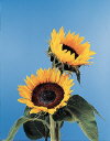 Botanical Flower Name Sunflower Sunbright