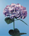 Botanical Flower Name Hydrangea macrophylla
