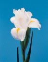 Botanical Flower Name Iris hybrid