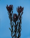 Botanical Flower Name Leucadendron hybrid