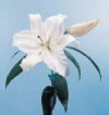 Botanical Flower Name Lilium oriental hybrid
