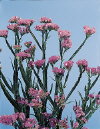 Botanical Flower Name Limonium sinuatum