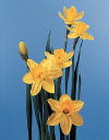 Botanical Flower Name Narcissus hybrid