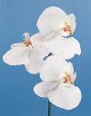 Botanical Flower Name Phalaenopsis amabilis