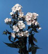 Botanical Flower Name Phlox drummondii
