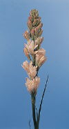 Botanical Flower Name Polianthes tuberosa
